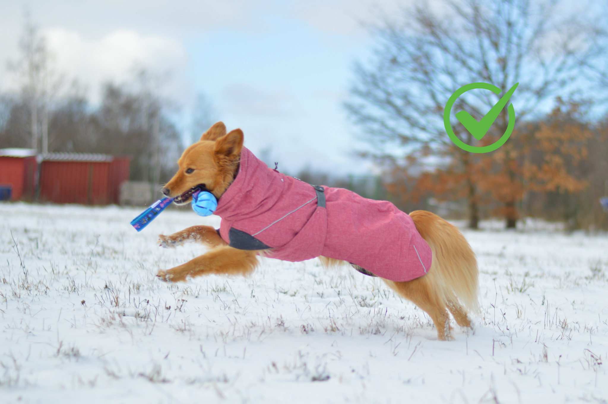 psík je oblečený v bunde skvelého strihu